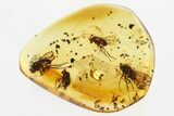 Detailed Fossil Long-Legged Flies (Dolichopodidae) In Baltic Amber #300713-1